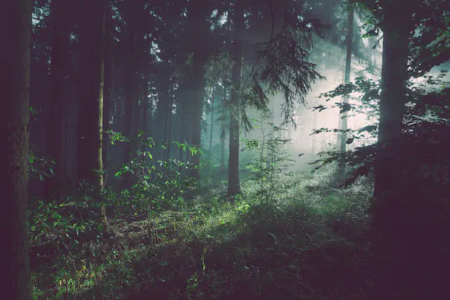Forest landscape for encounter inspiration
