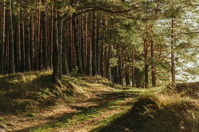 Forest terrain and atmosphere for the following encounters