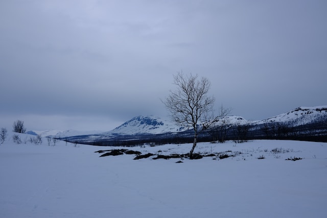 Northern Wilderness Encounters D&D 5e