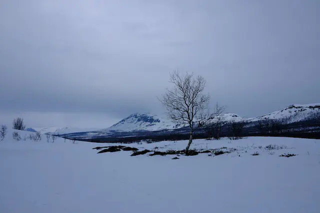Northern Wilderness landscape for encounter inspiration