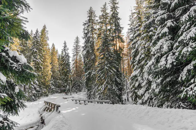 Northern Wilderness terrain and atmosphere for the following encounters